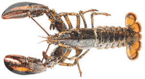 Boston Lobster